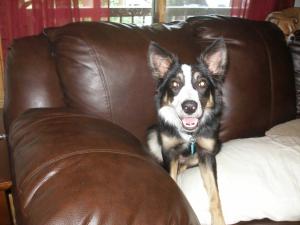 Treva, the newest addition to my furry babies. 